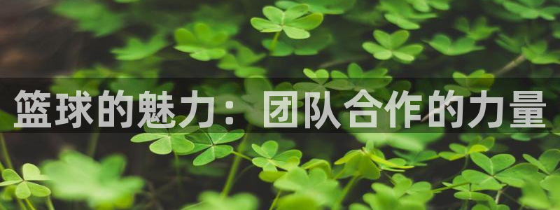 篮球的魅力：团队合作的力量