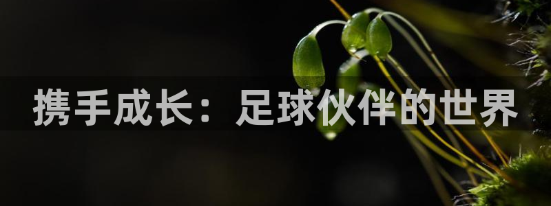携手成长：足球伙伴的世界